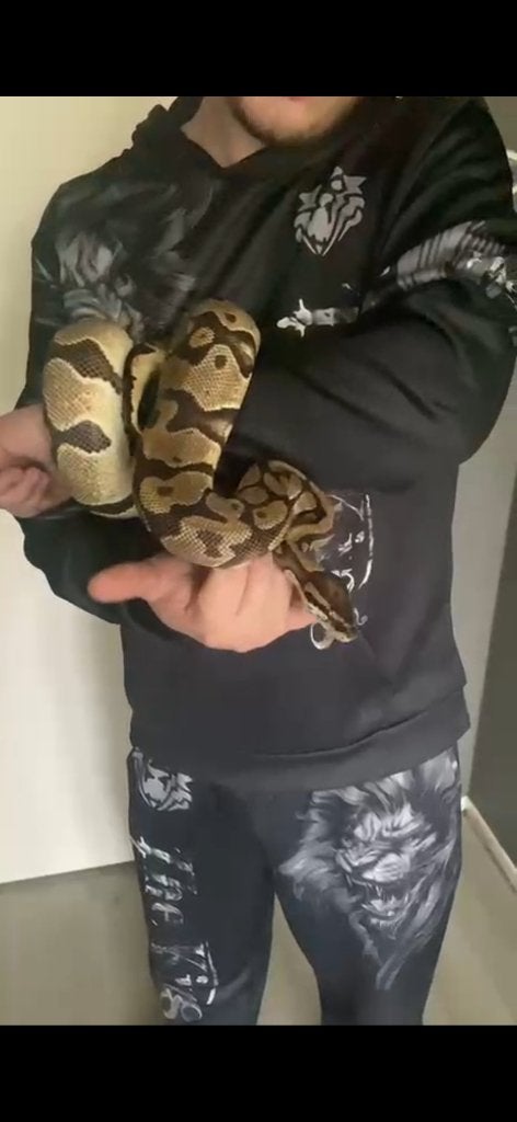 Ball pythons Ball Python - unknown for sale from Rr