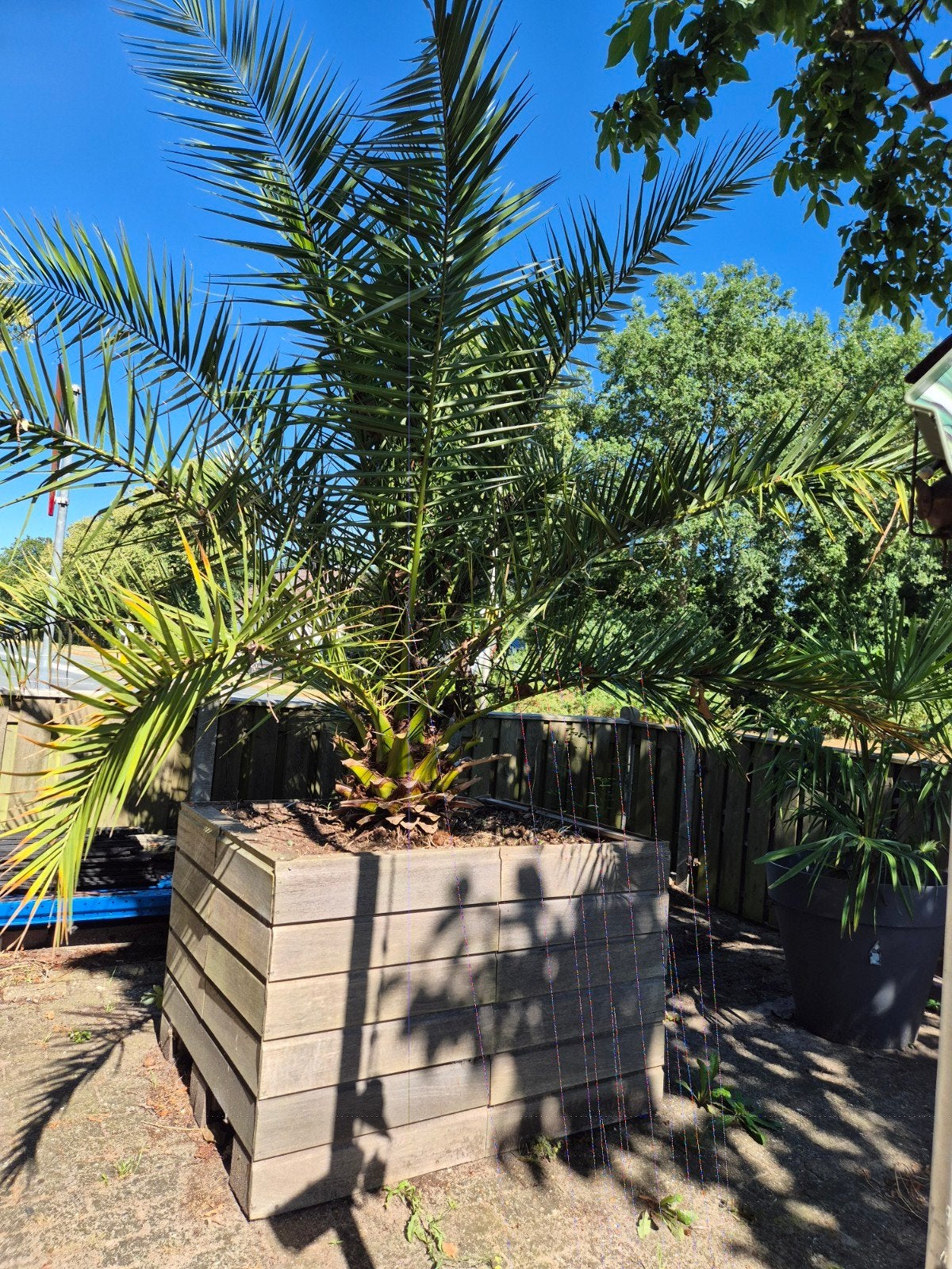 Grote palmboom in bak - niet winterhard, Tuin en Terras, Ophalen, Vaste plant, Overige soorten, Volle zon
