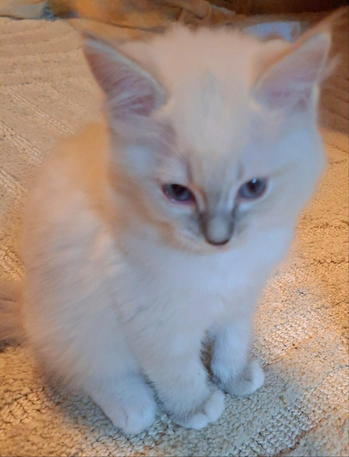 Ragdoll kittens, Meerdere dieren, Ontwormd, 0 tot 2 jaar