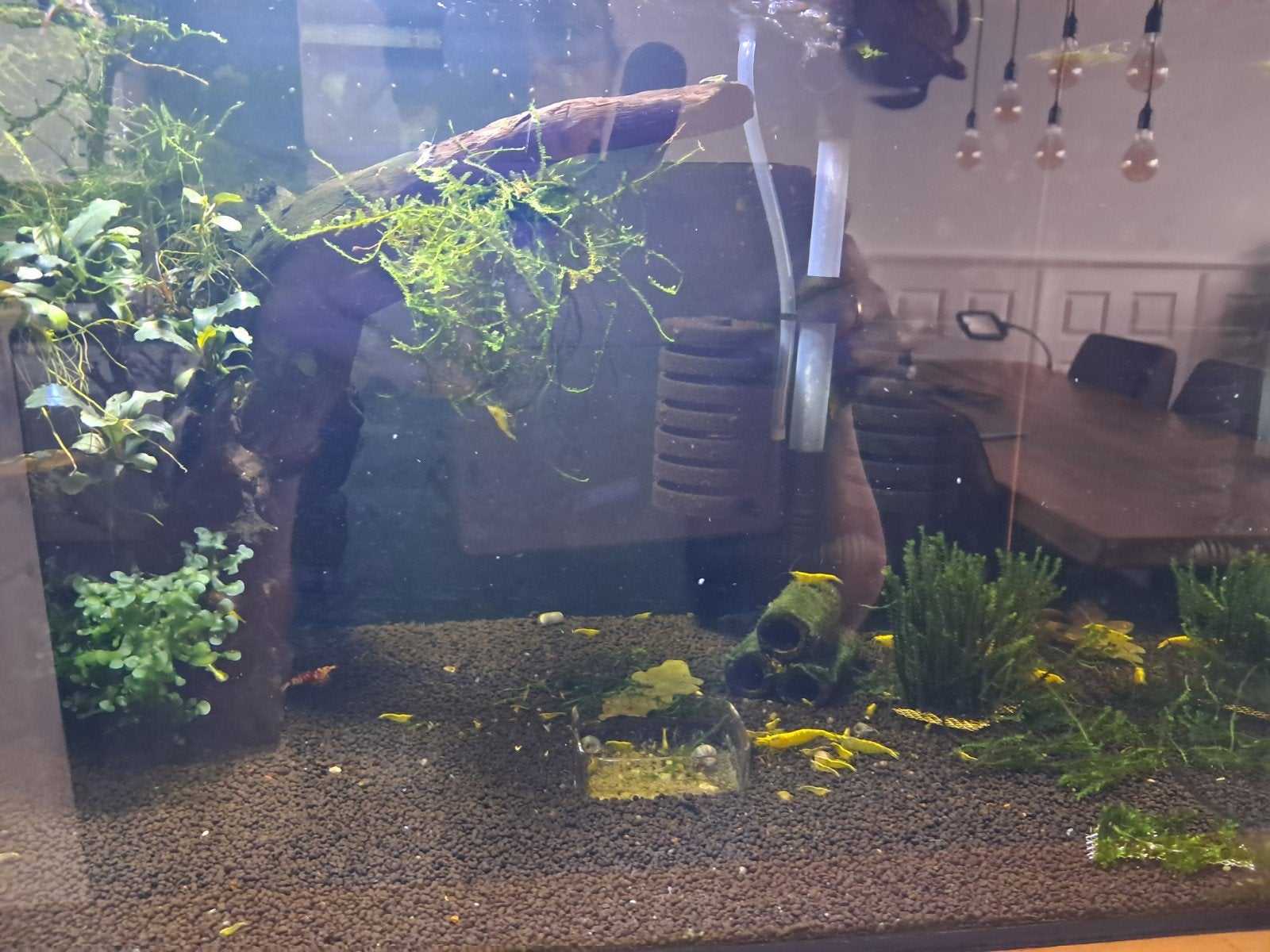 2 aquaria met garnalen, Dieren en Toebehoren, Vissen | Aquaria en Toebehoren, Gevuld zoetwateraquarium, Inclusief planten, Inclusief toebehoren