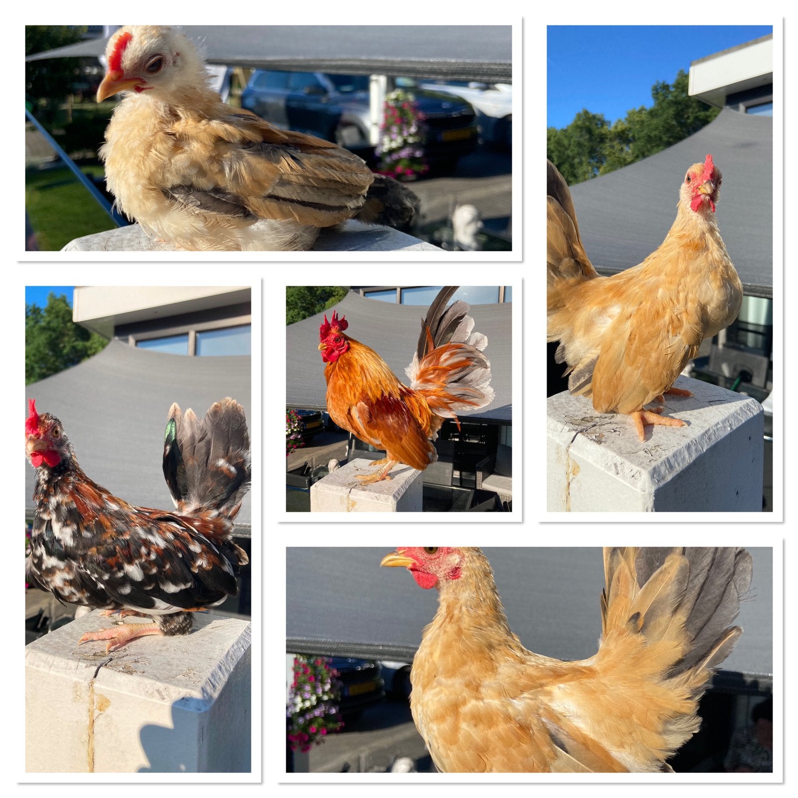 Serama hanen ️ genoeg keuze ️, Dieren en Toebehoren, Pluimvee, Mannelijk, Kip
