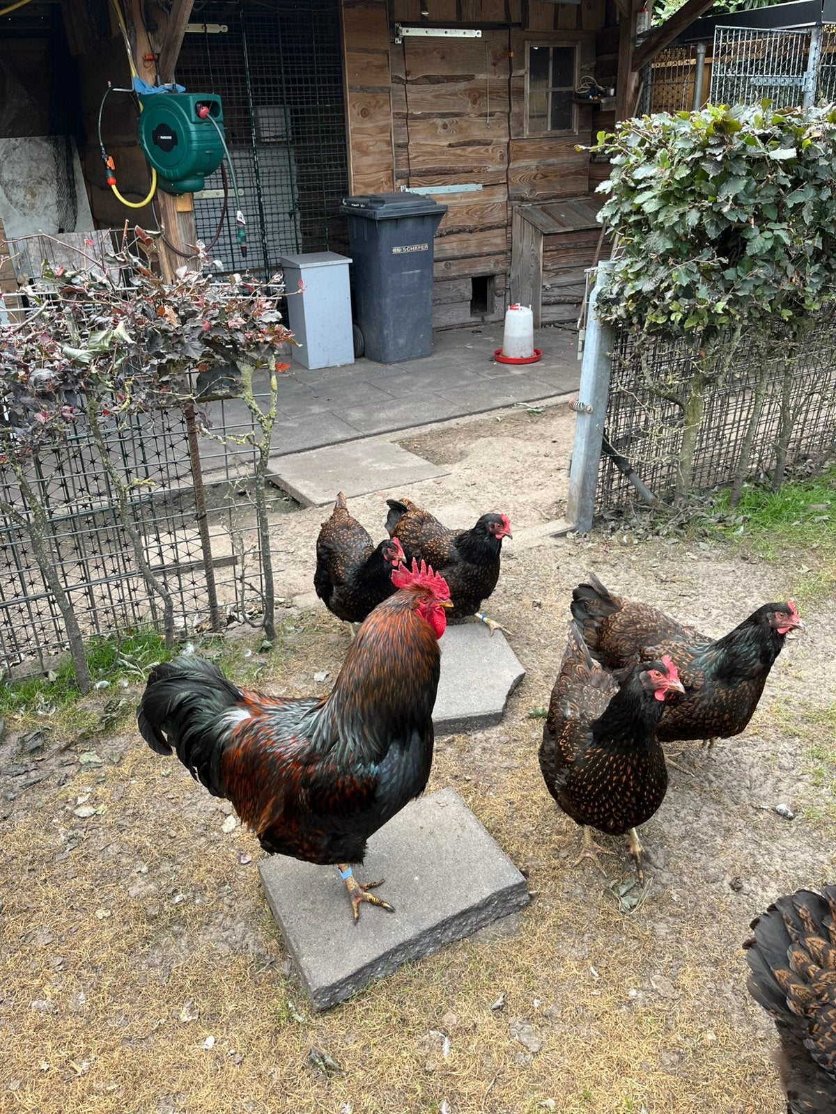 Barnevelder dubbel gezoomde hanen, Dieren en Toebehoren, Pluimvee, Mannelijk, Kip