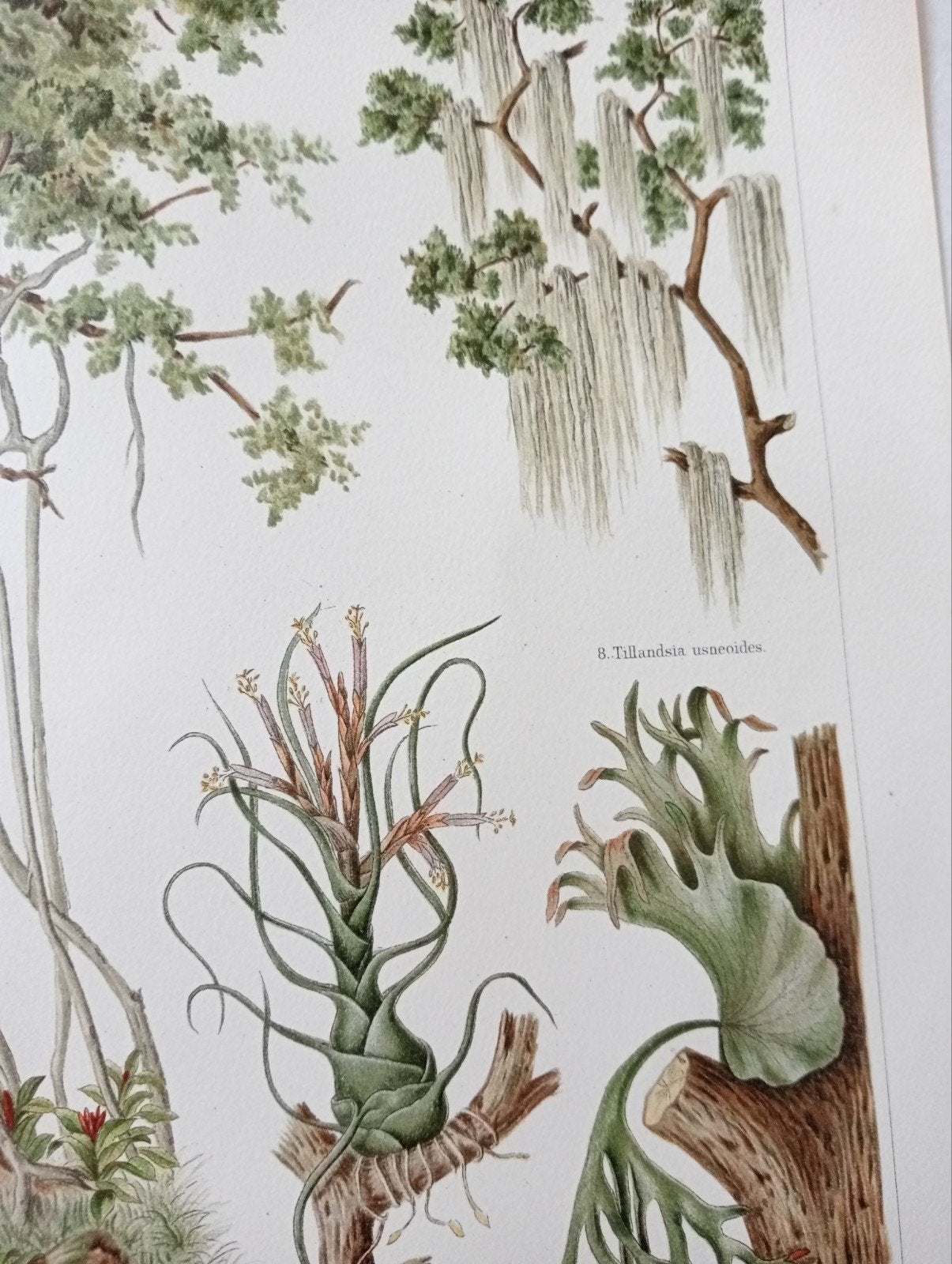 Botanische Epifyten Litho 1895, Ophalen of Verzenden, Voor 1940, Gebruikt