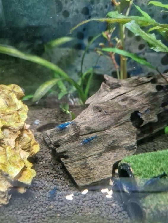Blue Velvet Neocaradina garnalen, Dieren en Toebehoren, Vissen | Aquariumvissen, Kreeft, Krab of Garnaal, Zoetwatervis