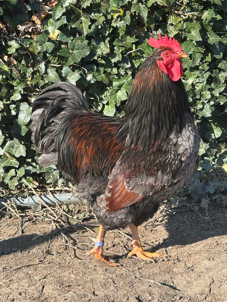 Barnevelder eieren dubbel gezoomd bruin en blauw (groot), Ophalen of Verzenden, Nieuw