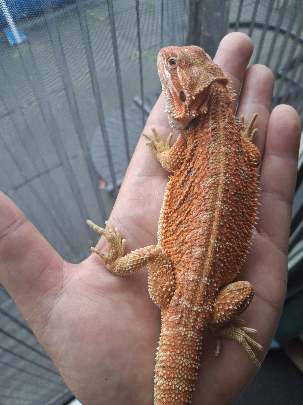 Mooie jonge baardagaam (man), Dieren en Toebehoren, Hagedis, Tam, 0 tot 2 jaar