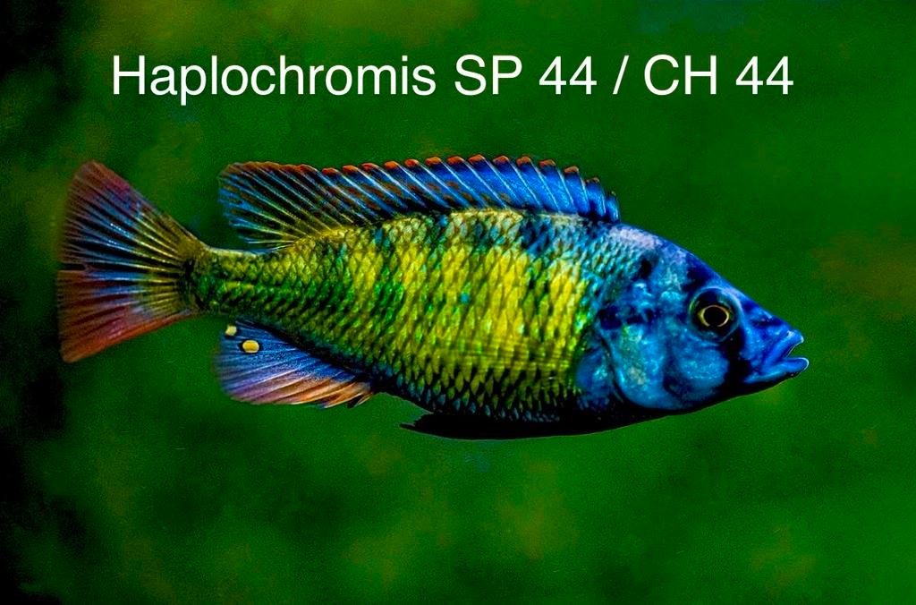 Haplochromis SP 44 CH 44, Dieren en Toebehoren, Vissen | Aquariumvissen, Vis