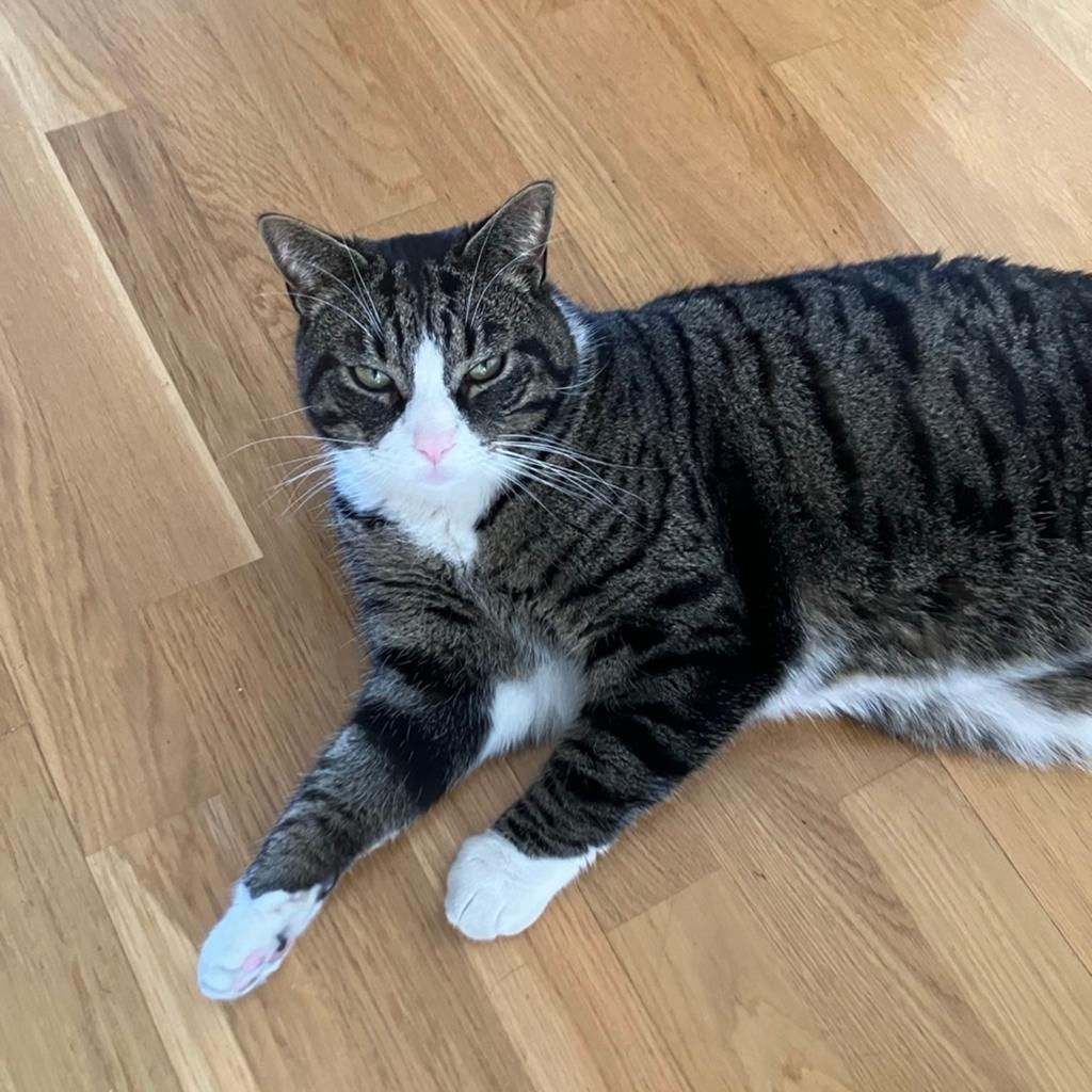 Kater Seth zoekt een nieuw huis, Kater, Kortharig, 6 jaar of ouder