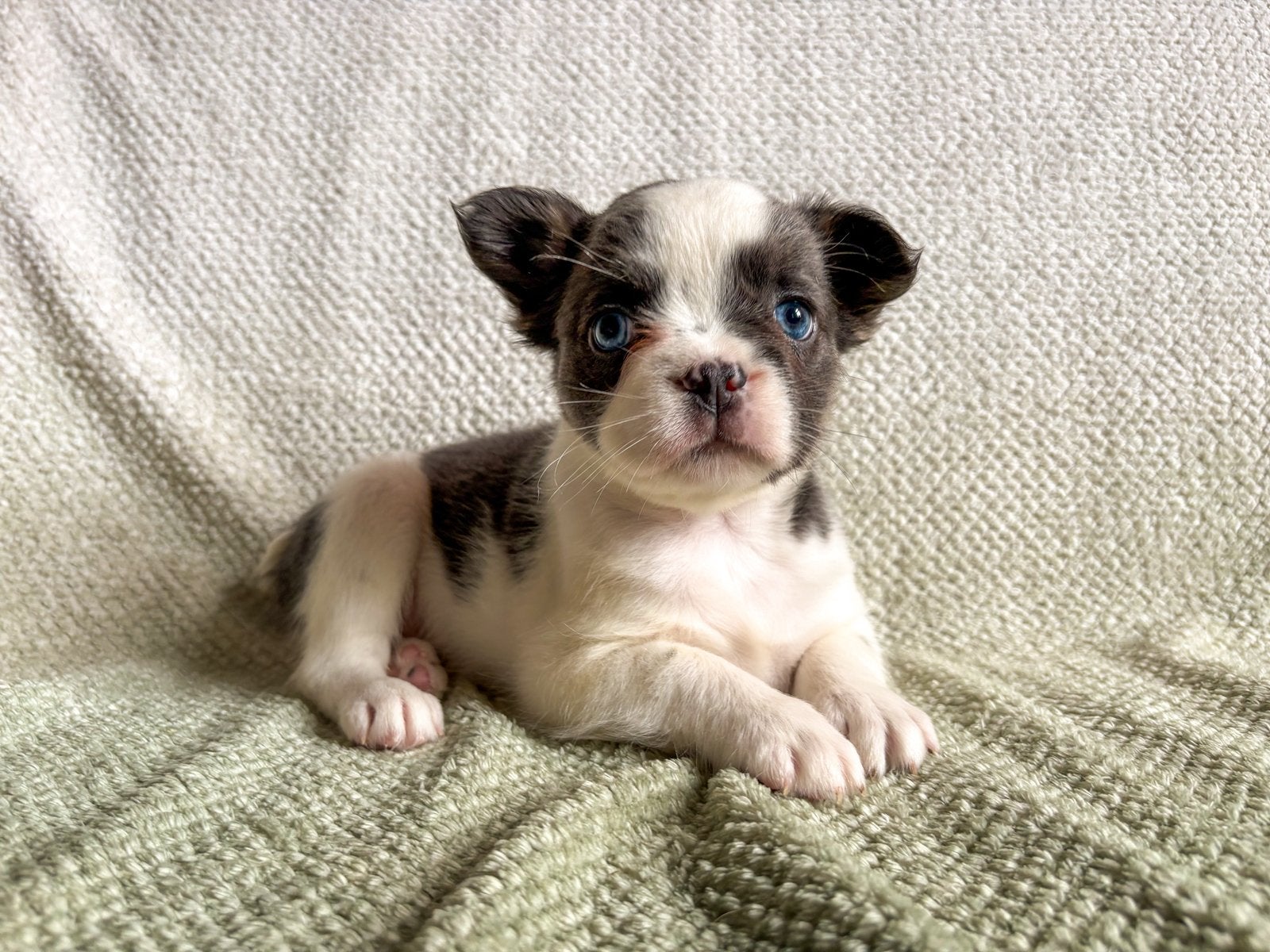 Franse bulldog pups korthaar en fluffy met arfe stamboom, Parvo, 8 tot 15 weken, Bulldog, Meerdere