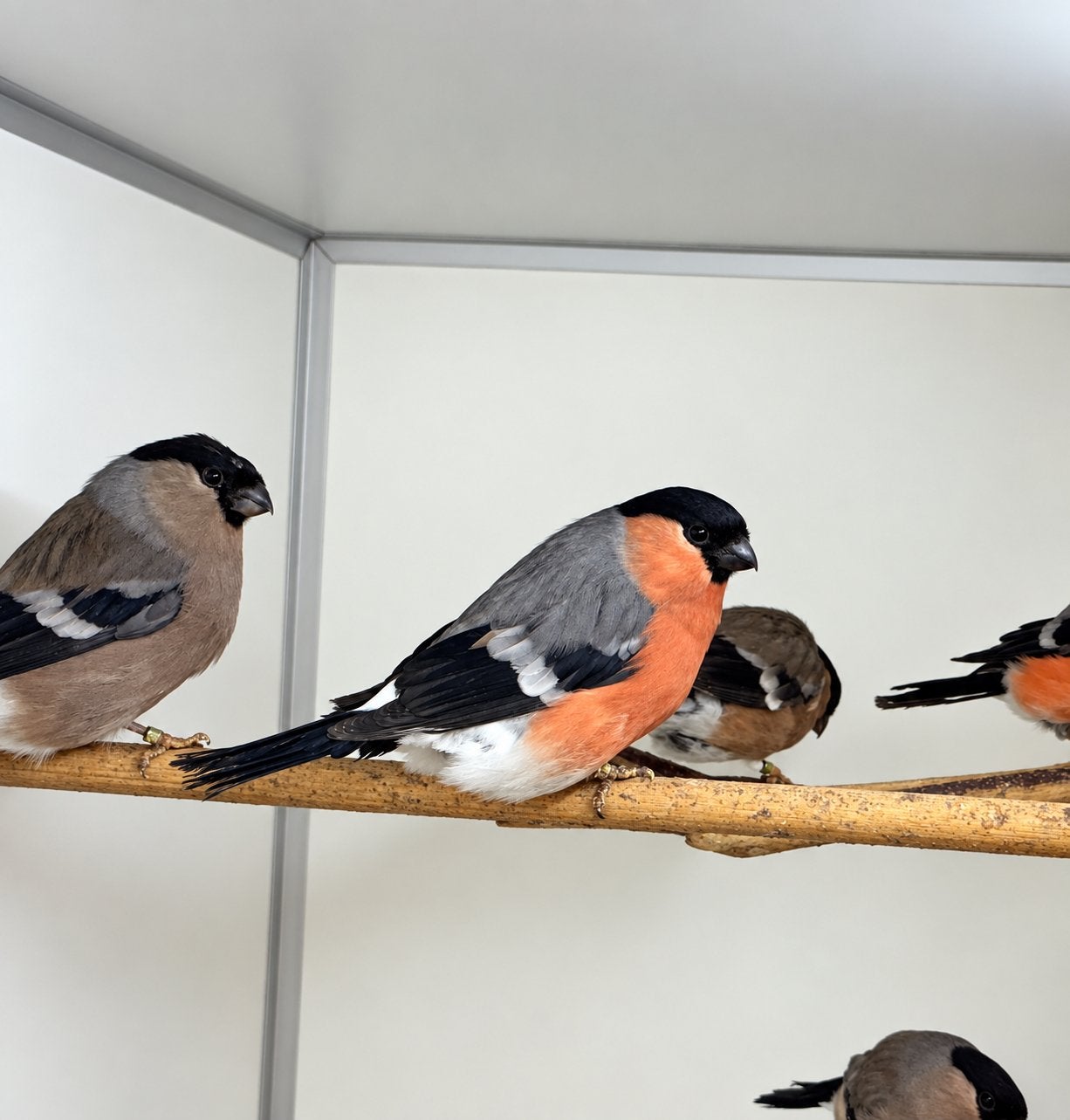 Noordse Goudvinken, Dieren en Toebehoren, Mannelijk, Bastaard