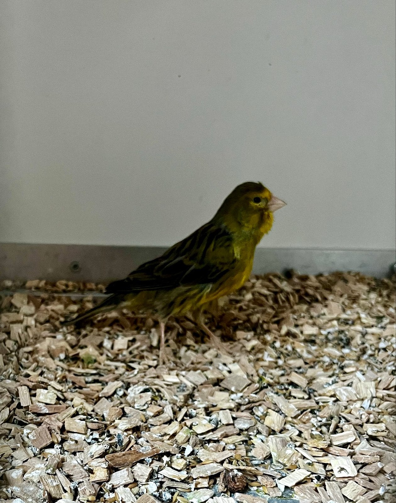 2x Timbrado man, Mannelijk, Kleurkanarie