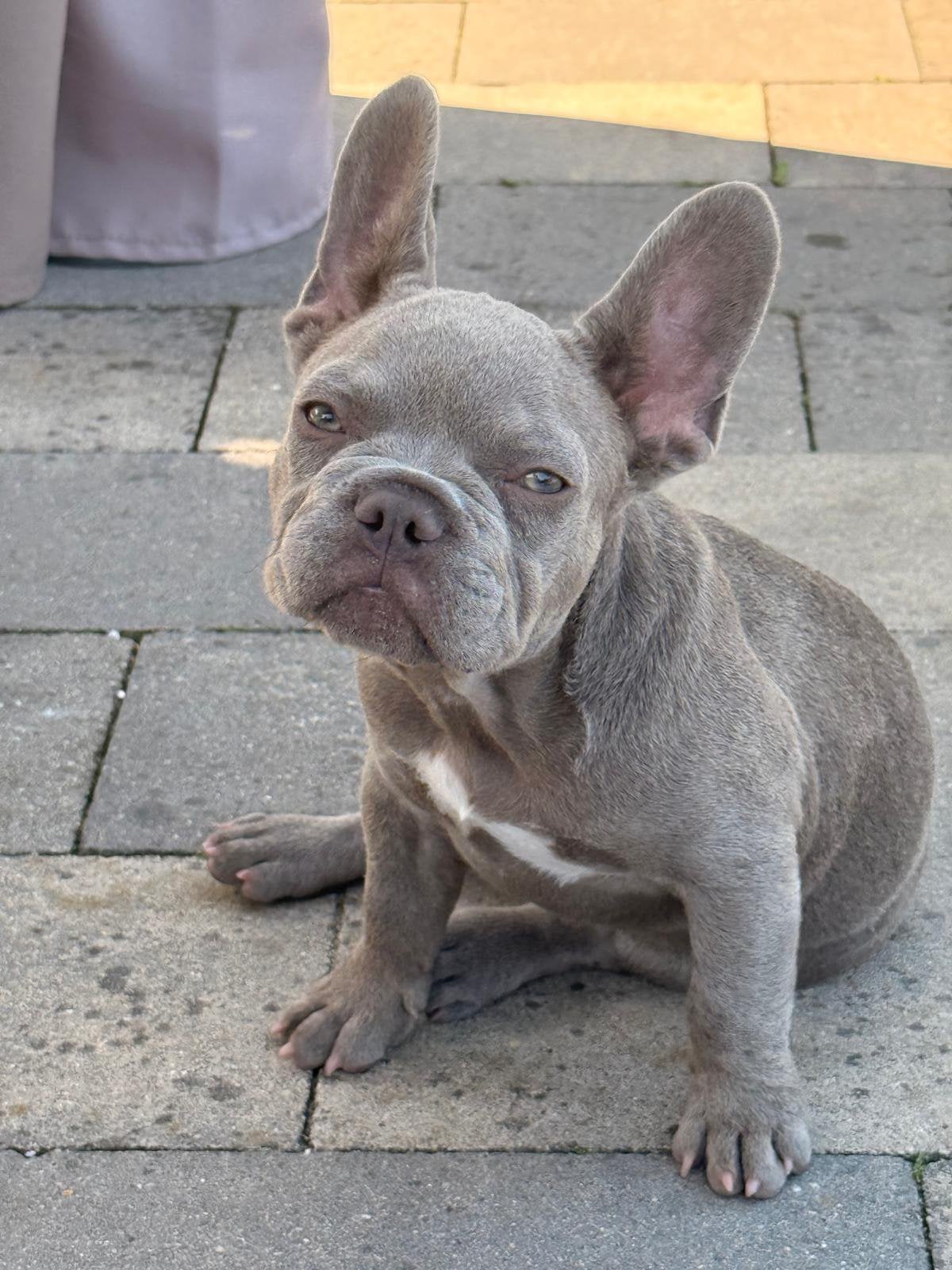 Franse bulldog pup, 15 weken tot 1 jaar, Reu, Parvo, Bulldog