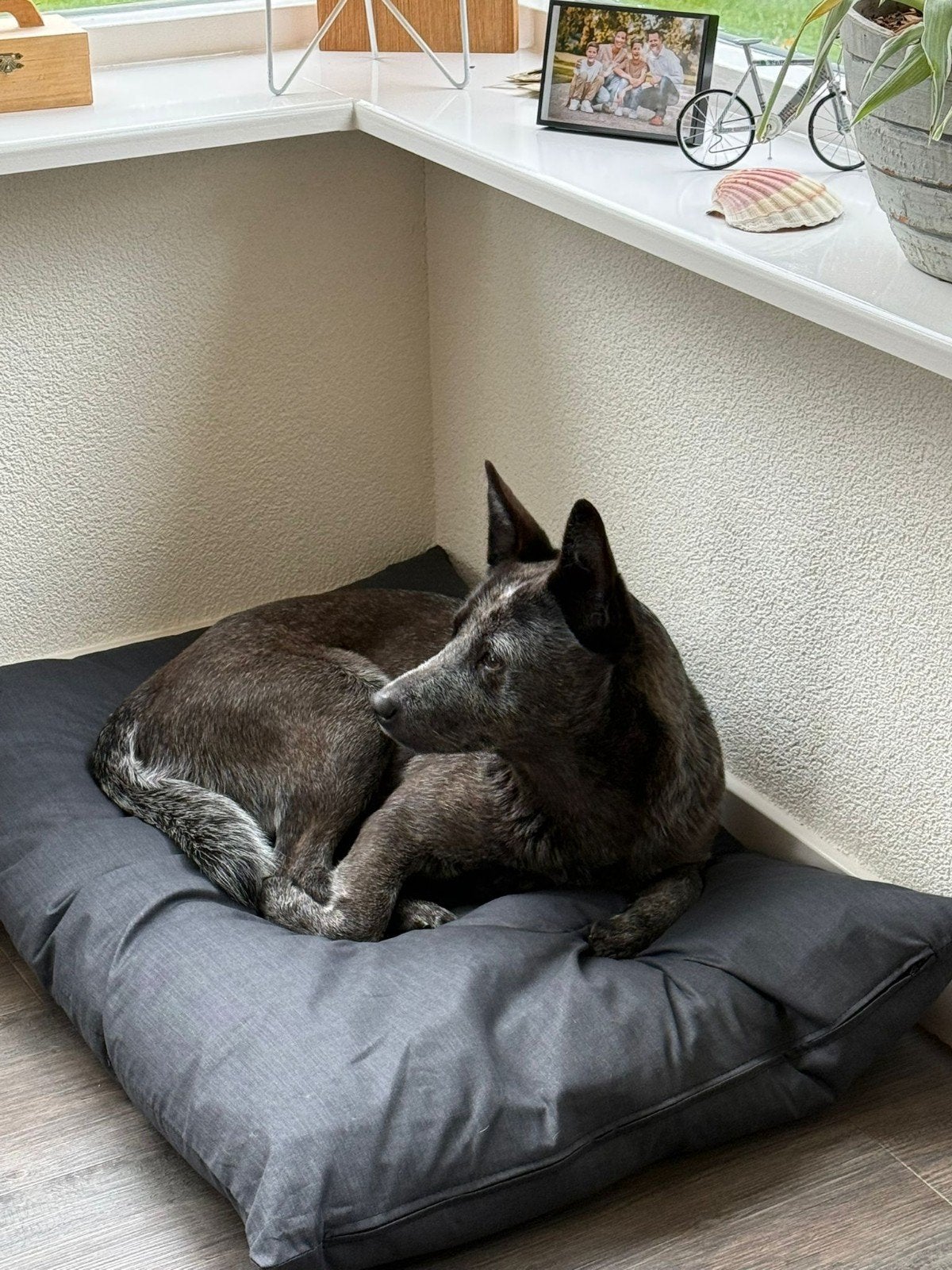 Geteste ️Australian cattle dog x australian shepherd pups, Dieren en Toebehoren, Parvo, Overige rassen, 8 tot 15 weken, Meerdere