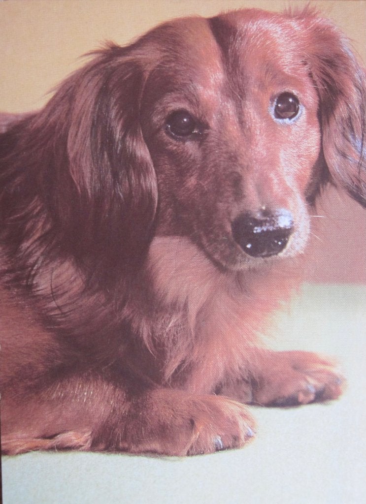 langharige teckel - roodbruine vacht op nieuwe ansichtkaart, Verzamelen, Ophalen of Verzenden, 1980 tot heden, Ongelopen, Hond of Kat