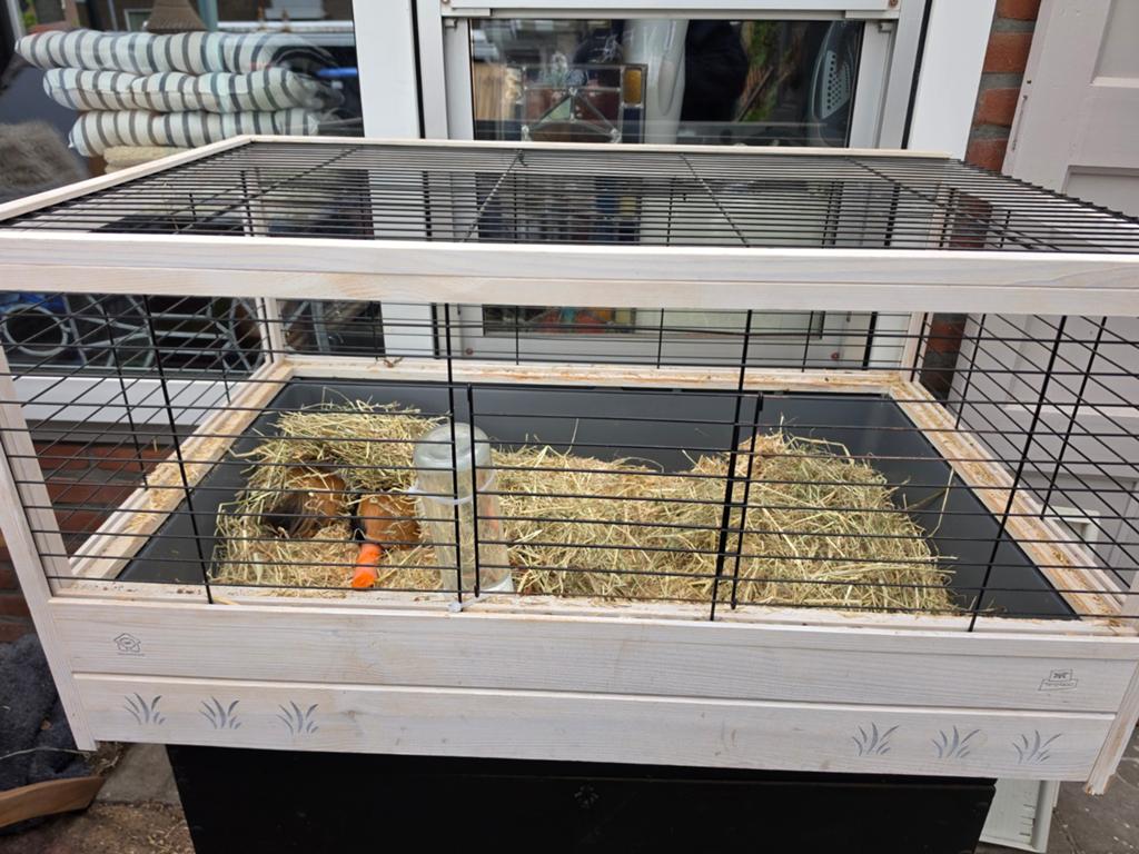 Mooi hok met 2 cavia's, 110 cm of meer, Zo goed als nieuw, Hok, Cavia