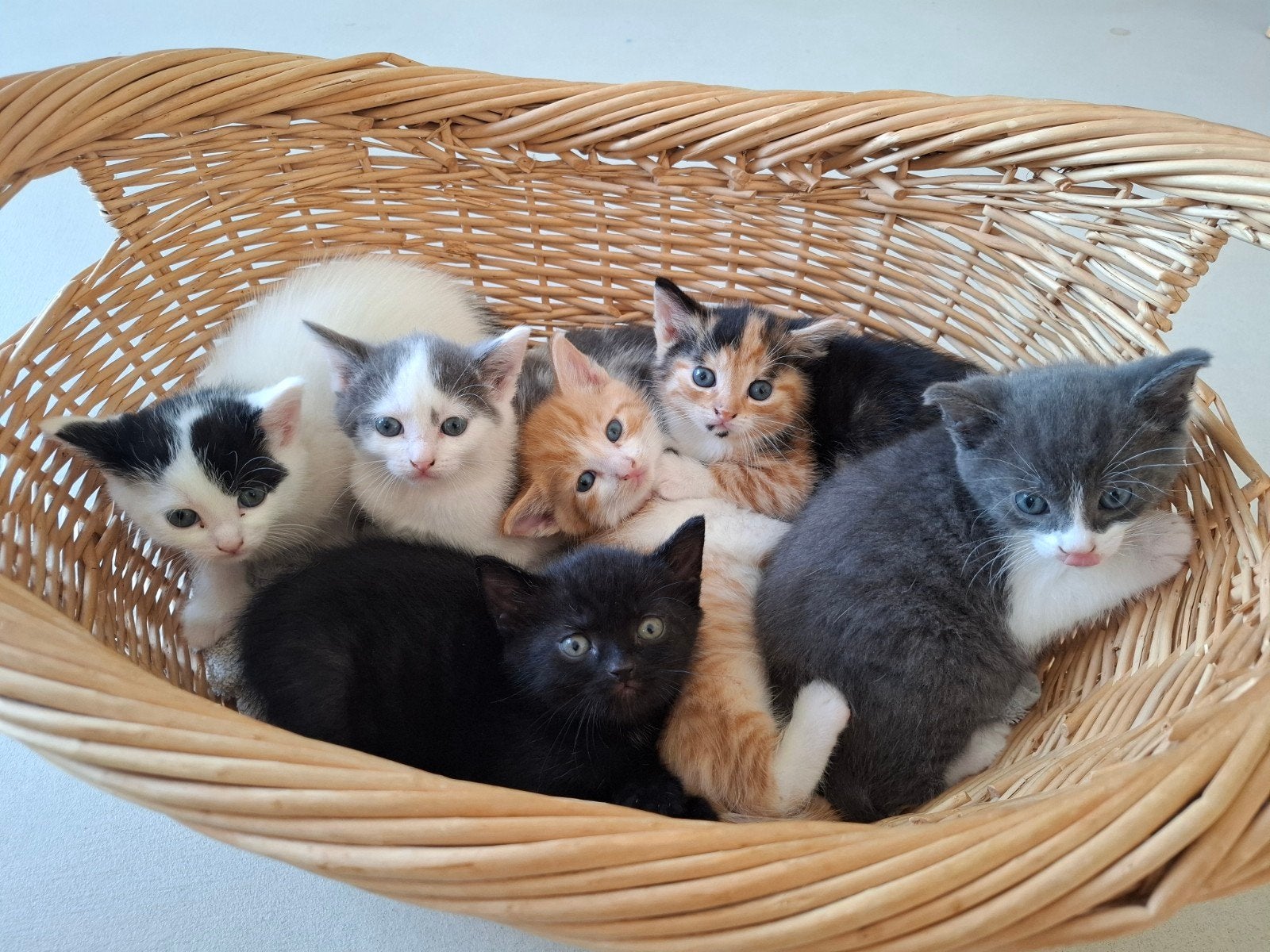Prachtige, sociale en aanhankelijke kittens, Meerdere dieren
