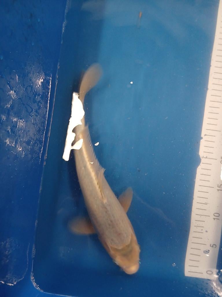 Euro koi asagi 2   35 cm, Dieren en Toebehoren, Vissen | Vijvervissen, Karper of Koi
