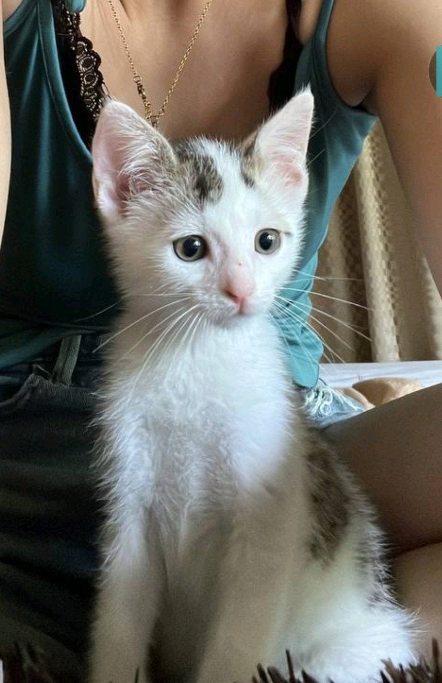 2 lieve gezonde kittens te koop, Meerdere dieren