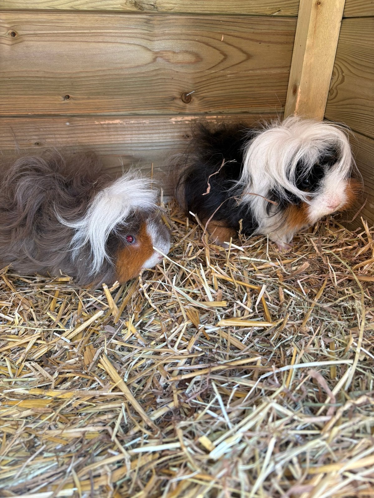 GRATIS LUNKARYA BEERTJES, Dieren en Toebehoren, Knaagdieren, Cavia, Mannelijk, November, Tam