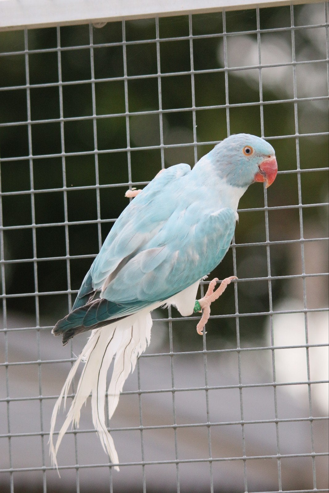 Halsbandparkiet Opaline Bleekstaart Blauw pop 2026, Dieren en Toebehoren, Vrouwelijk, Parkiet, Geringd