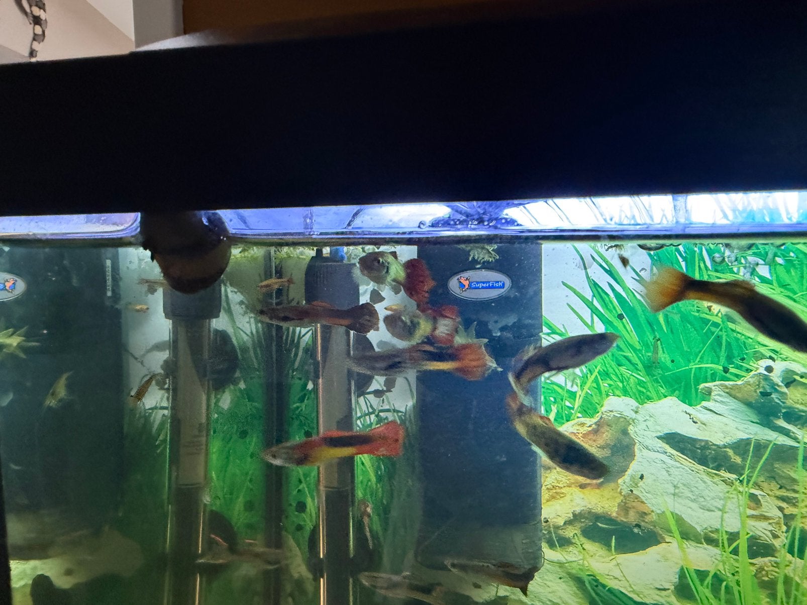 Gratis af te halen mooie mannenguppen., Dieren en Toebehoren, Ophalen, Nieuw, Overige typen