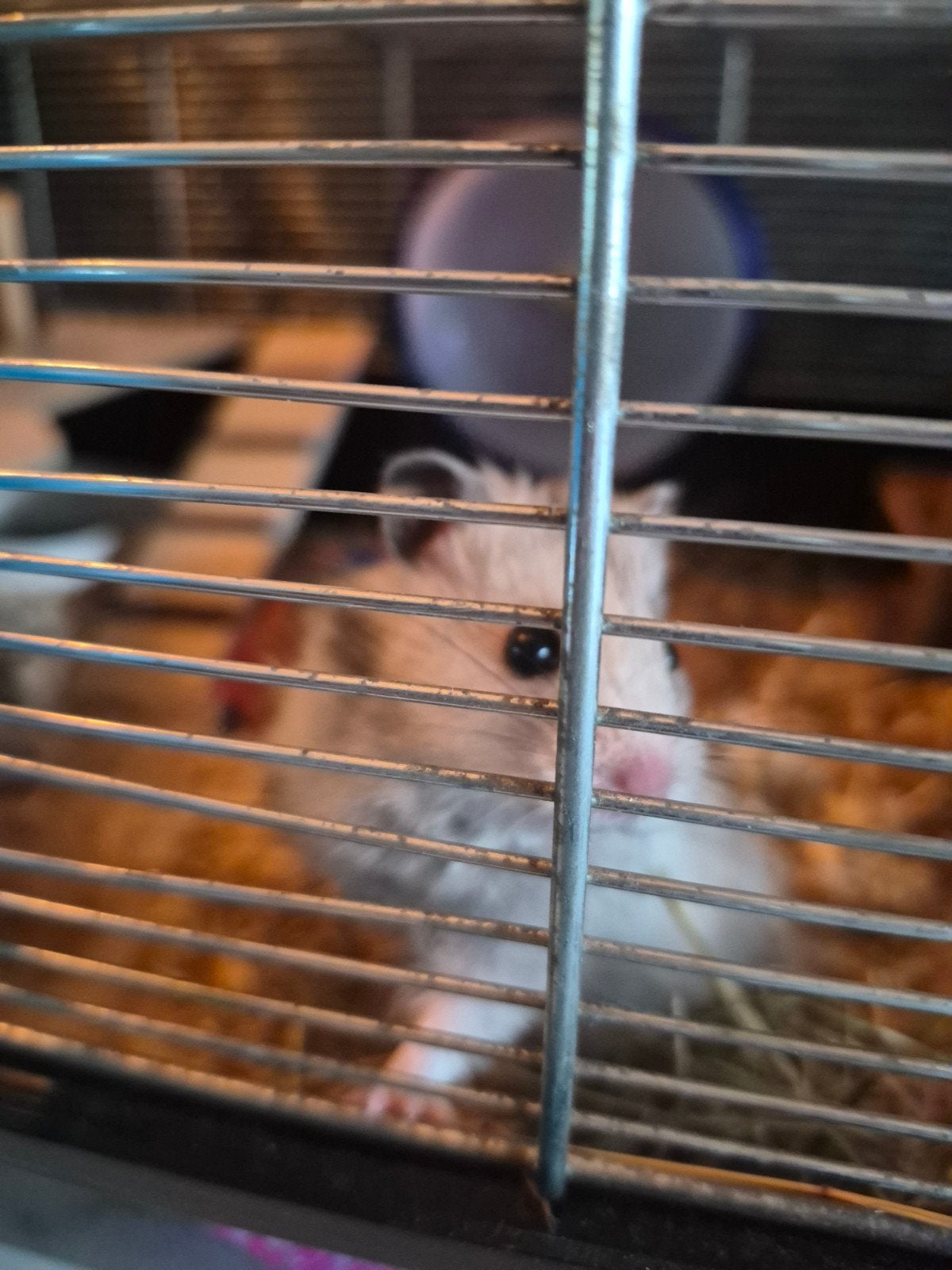 hamster, Januari, Mannelijk, Hamster