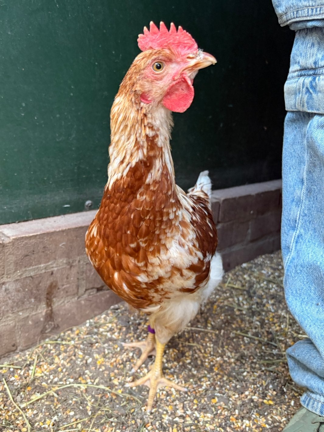 Dex, tam legkip/barnevelder hanen kuiken, Mannelijk, Kip