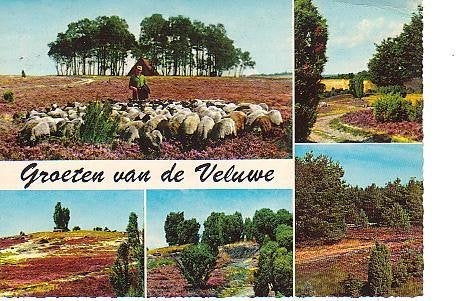 Ansichtkaart 	Putten	5-luik	Schapen	Heide, Verzenden, 1960 tot 1980, Gelopen, Gelderland
