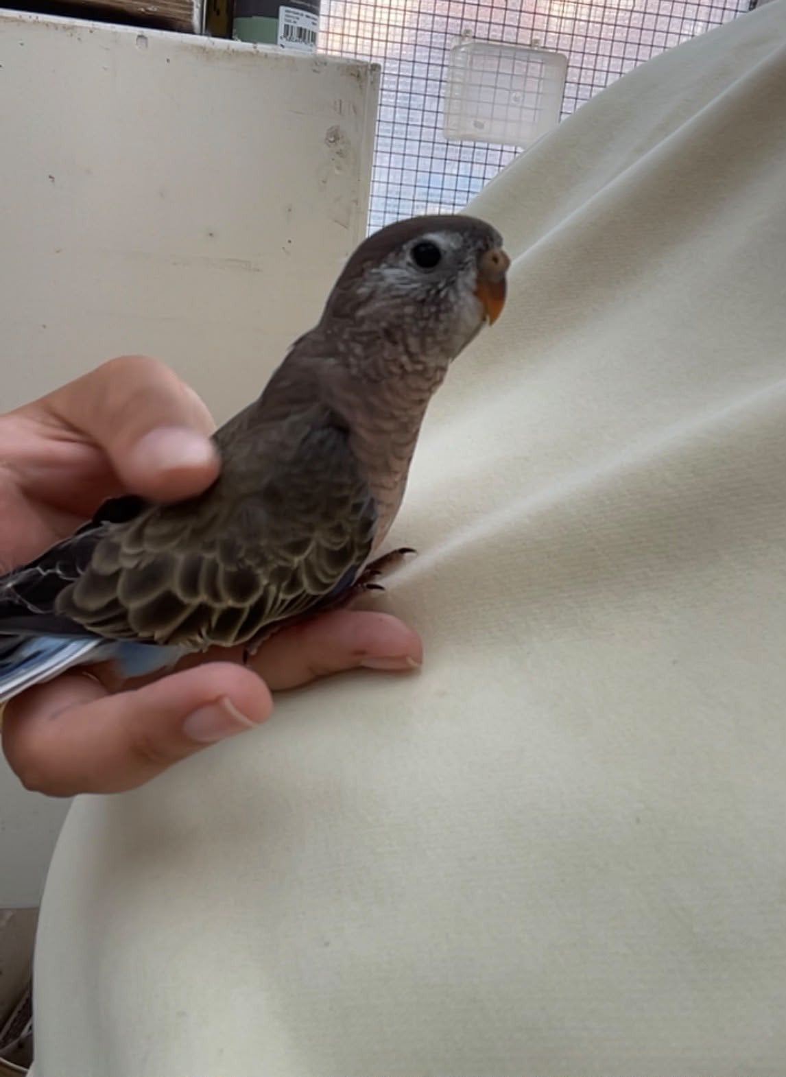 bourke parkiet chip vermist, Vrouwelijk, Tam