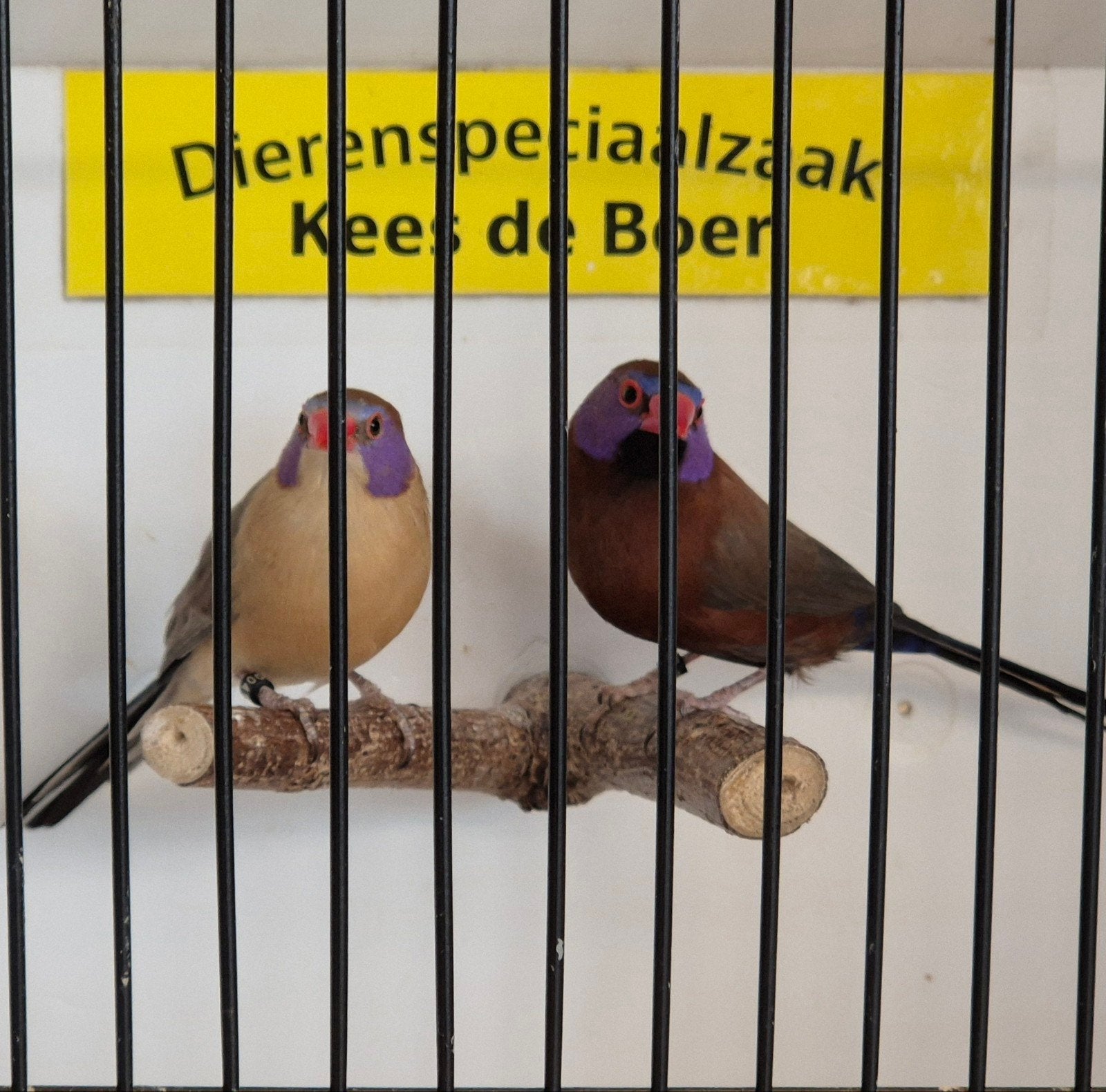Koppel granaatastrilde, Meerdere dieren, Geringd