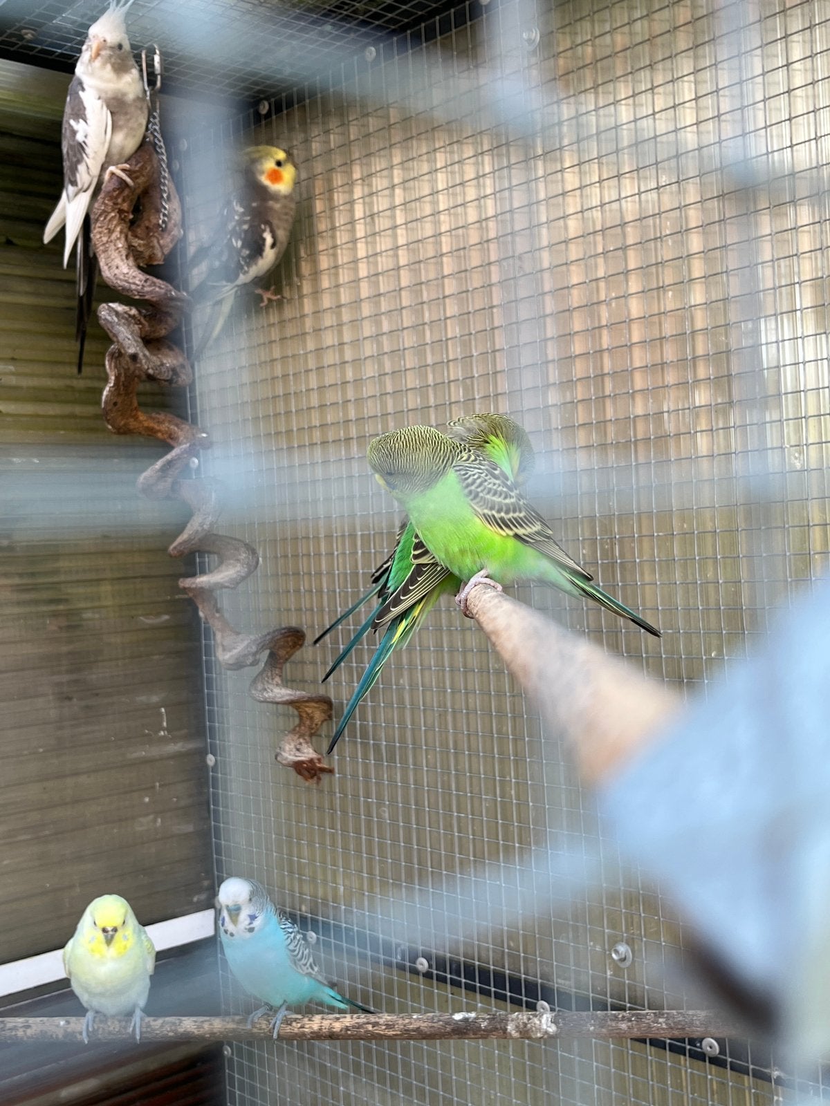 Graa, Dieren en Toebehoren, Meerdere dieren, Parkiet