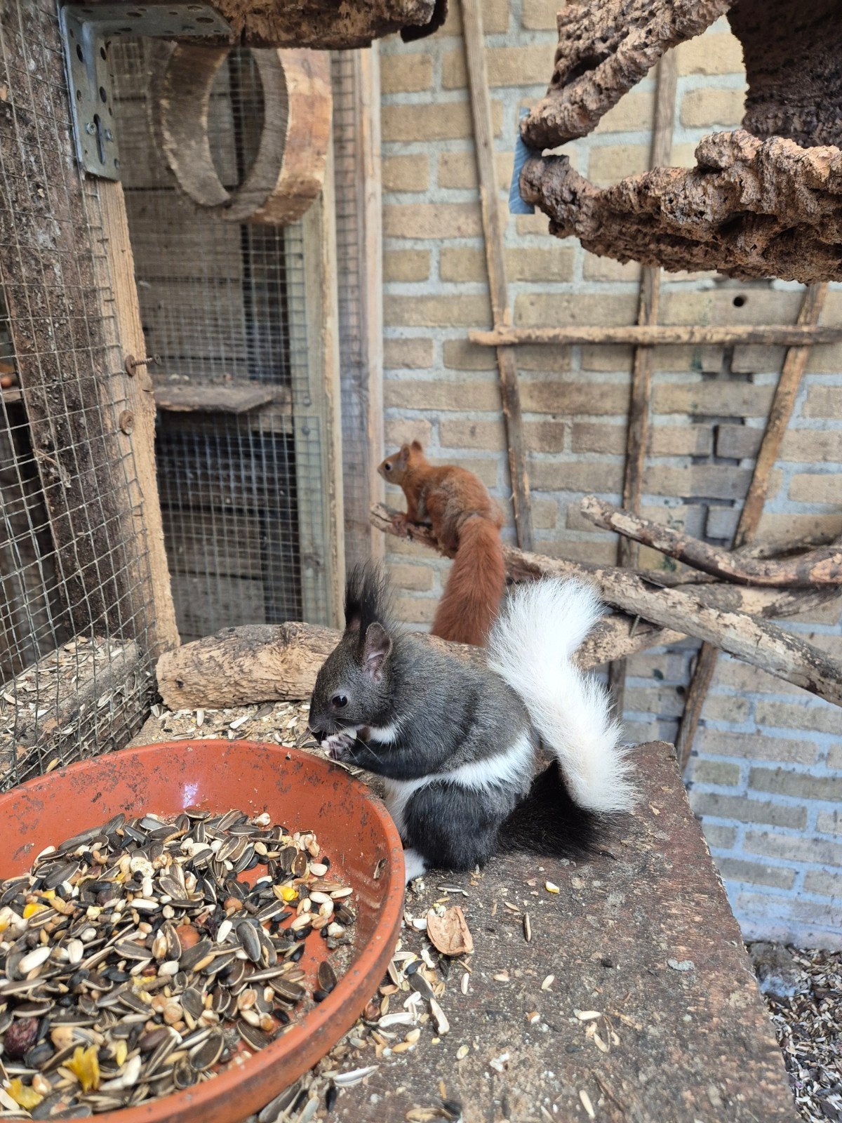 japanse lissen, Dieren en Toebehoren, Knaagdieren, Februari, Vrouwelijk, Tam