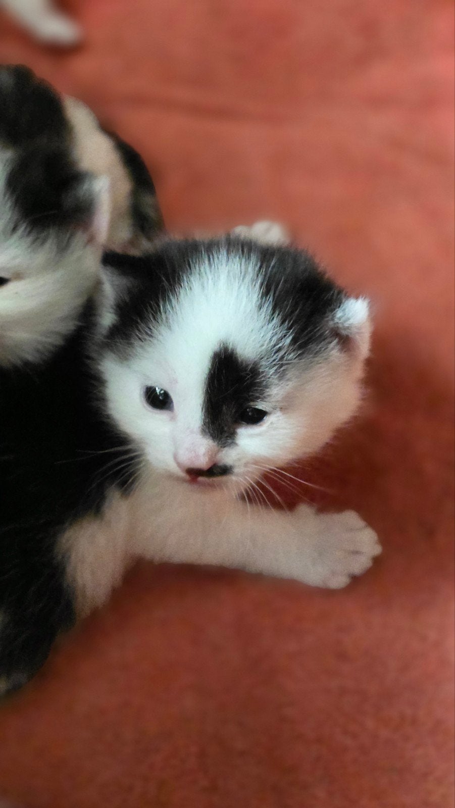 2 kittens, Meerdere dieren
