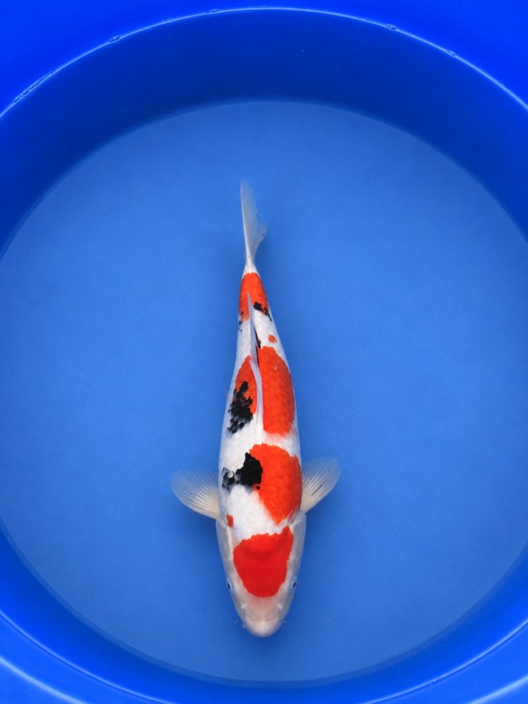 Marudo Tancho Sanke Tosai 37 cm – Japanse Koi, Dieren en Toebehoren, Karper of Koi