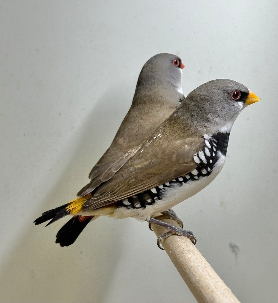 Diamantvinken, Meerdere dieren