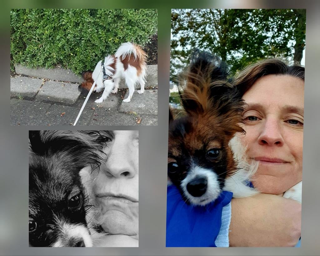 Vlinderhondje, Reu, Eén hond, Nederland, Particulier