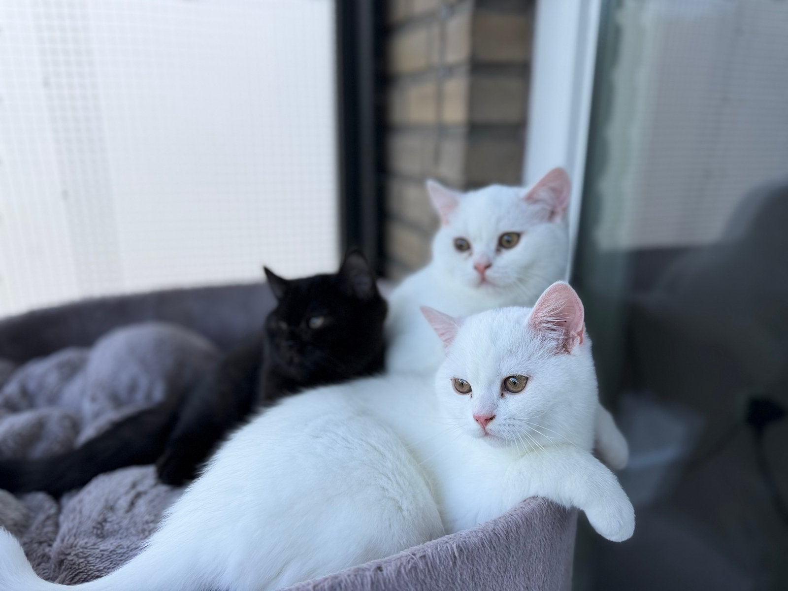 Britse Korthaar gezonde kittens, Meerdere dieren, Ontwormd, 0 tot 2 jaar