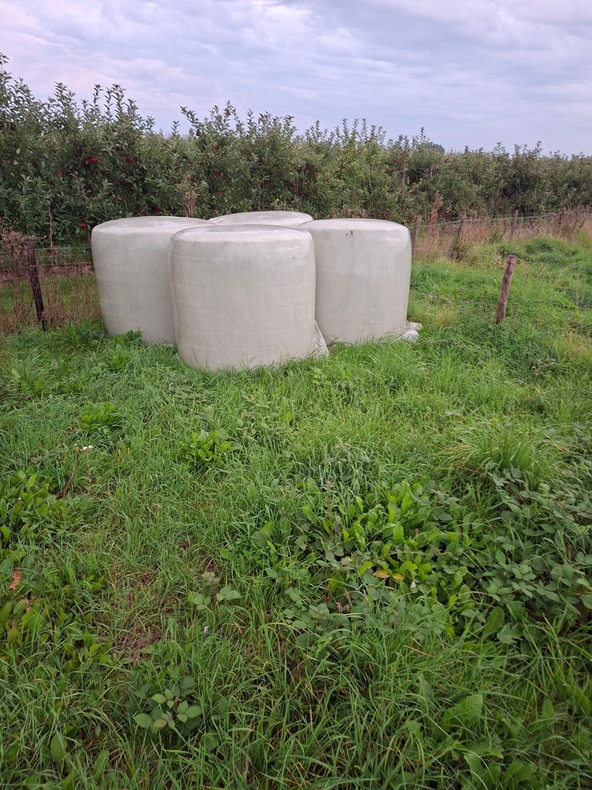4 rollen gesneden paarden hooi, Dieren en Toebehoren, Ophalen, Vee