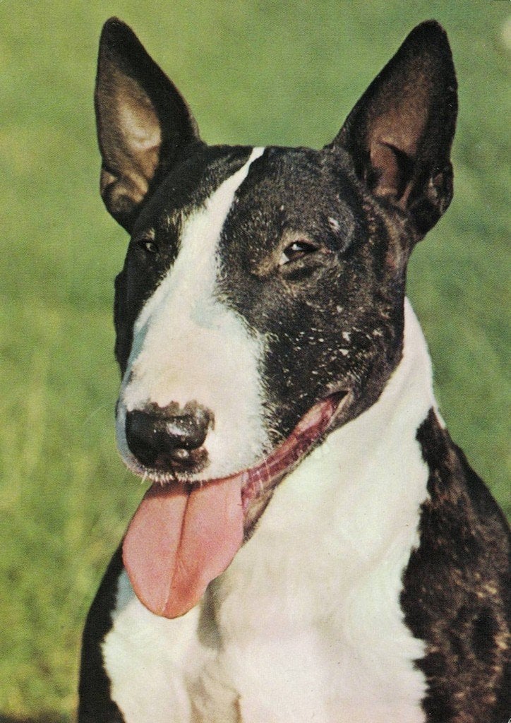 Bullterrier 575, Verzamelen, Ophalen of Verzenden, 1980 tot heden, Ongelopen, Hond of Kat