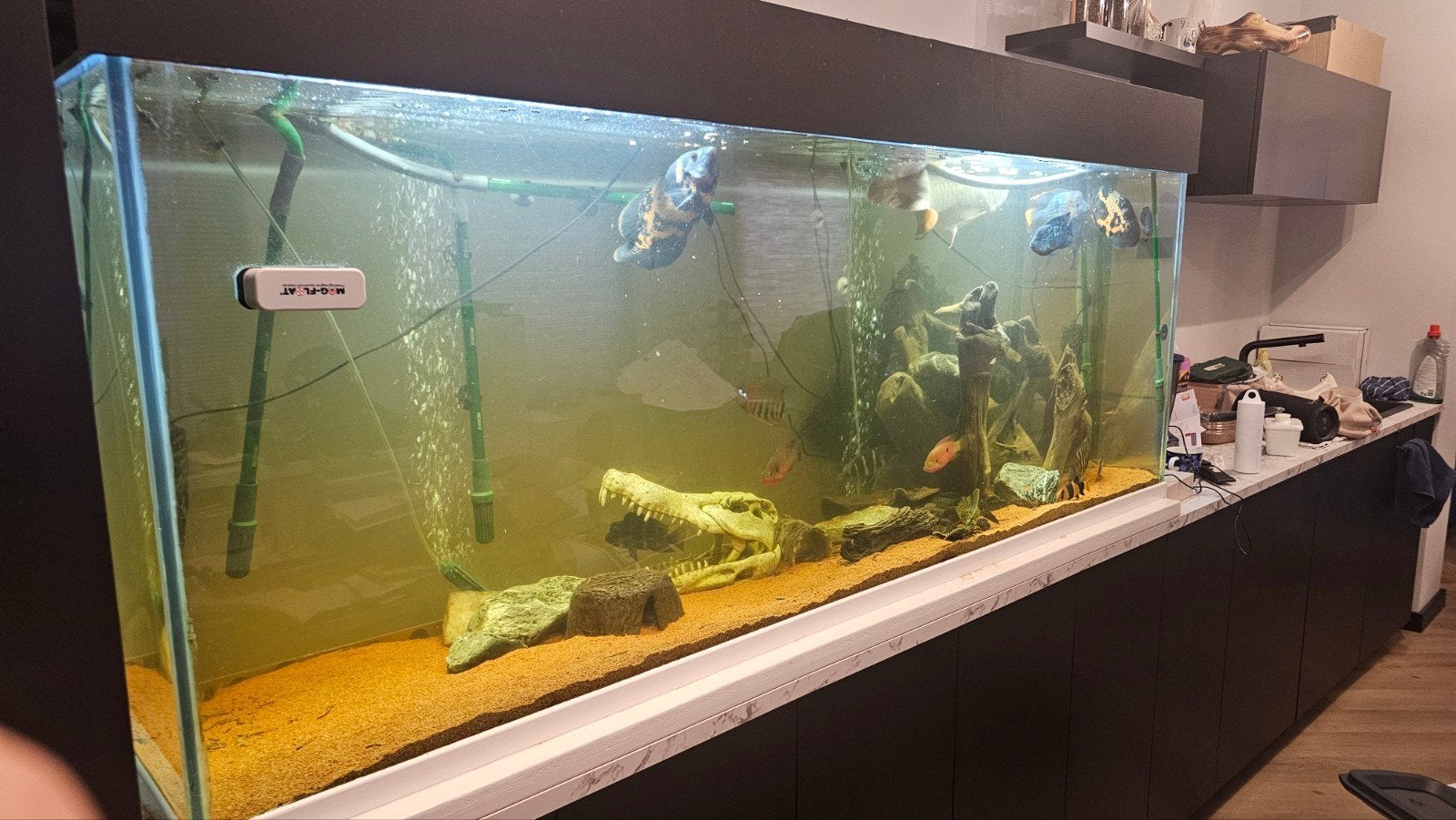 groot compleet aquarium, Dieren en Toebehoren, Ophalen, Zo goed als nieuw, Gevuld zoetwateraquarium