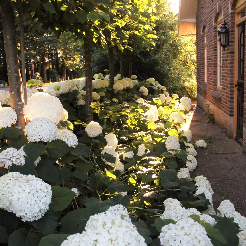 plantensteun voor Hortensia en grassen 2 oogkrulpin, Tuin en Terras, Ophalen of Verzenden, Overige soorten, Halfschaduw