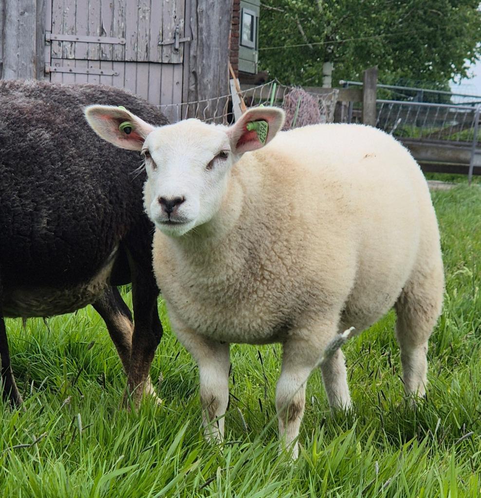 Ooi lam, Vrouwelijk, Schaap, 0 tot 2 jaar