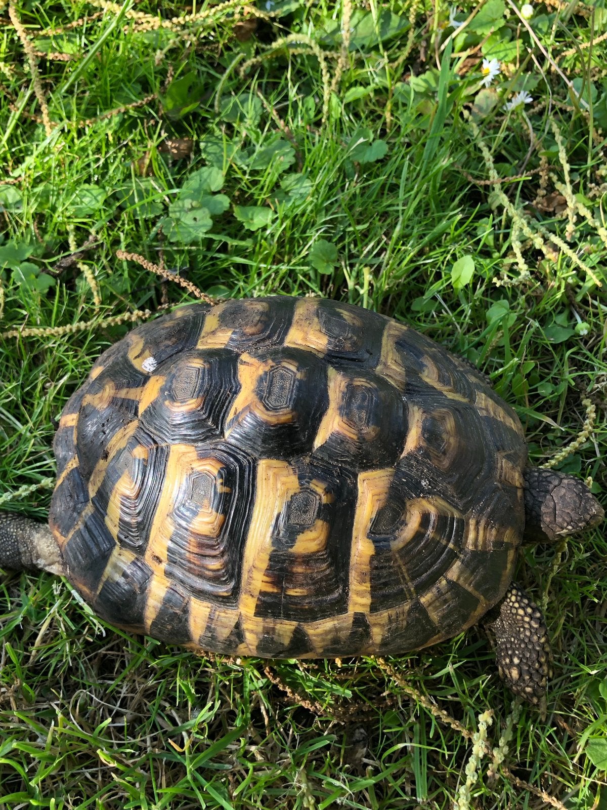 2 Griekse landschildpadden Testudo Hermanni vrouw 2020, Schildpad, 0 tot 2 jaar