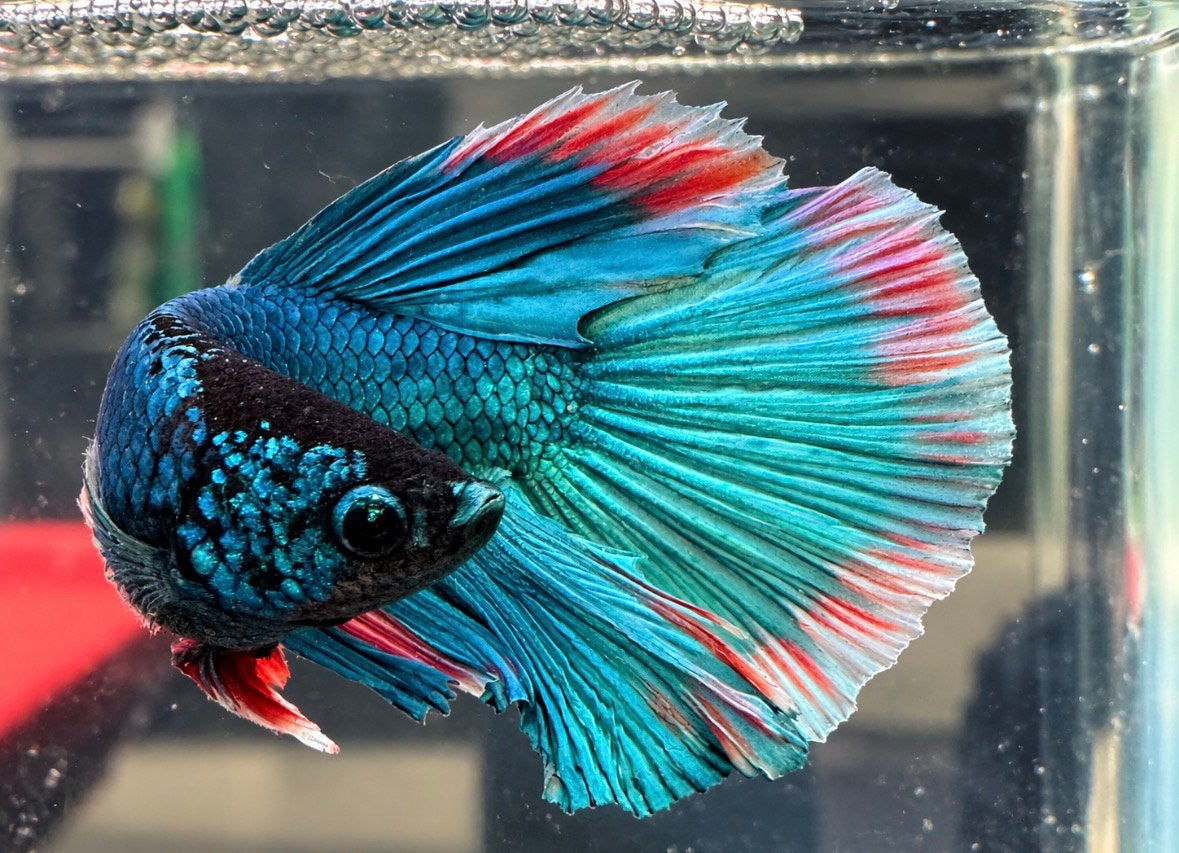 Betta man, Vis
