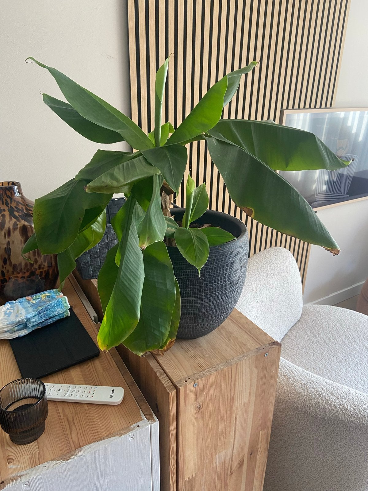 Mooie bananenplant in pot, Huis en Inrichting, Kamerplanten, Ophalen, Fruitplant, In pot, Minder dan 100 cm