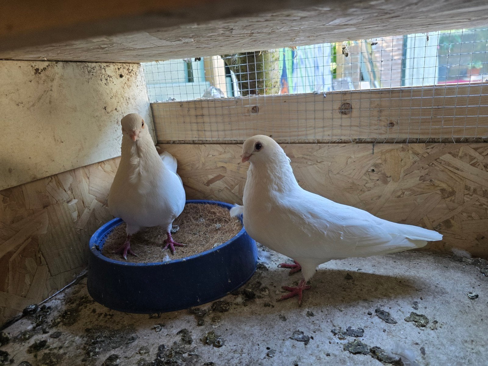 Purmerend, Meerdere dieren, Kip