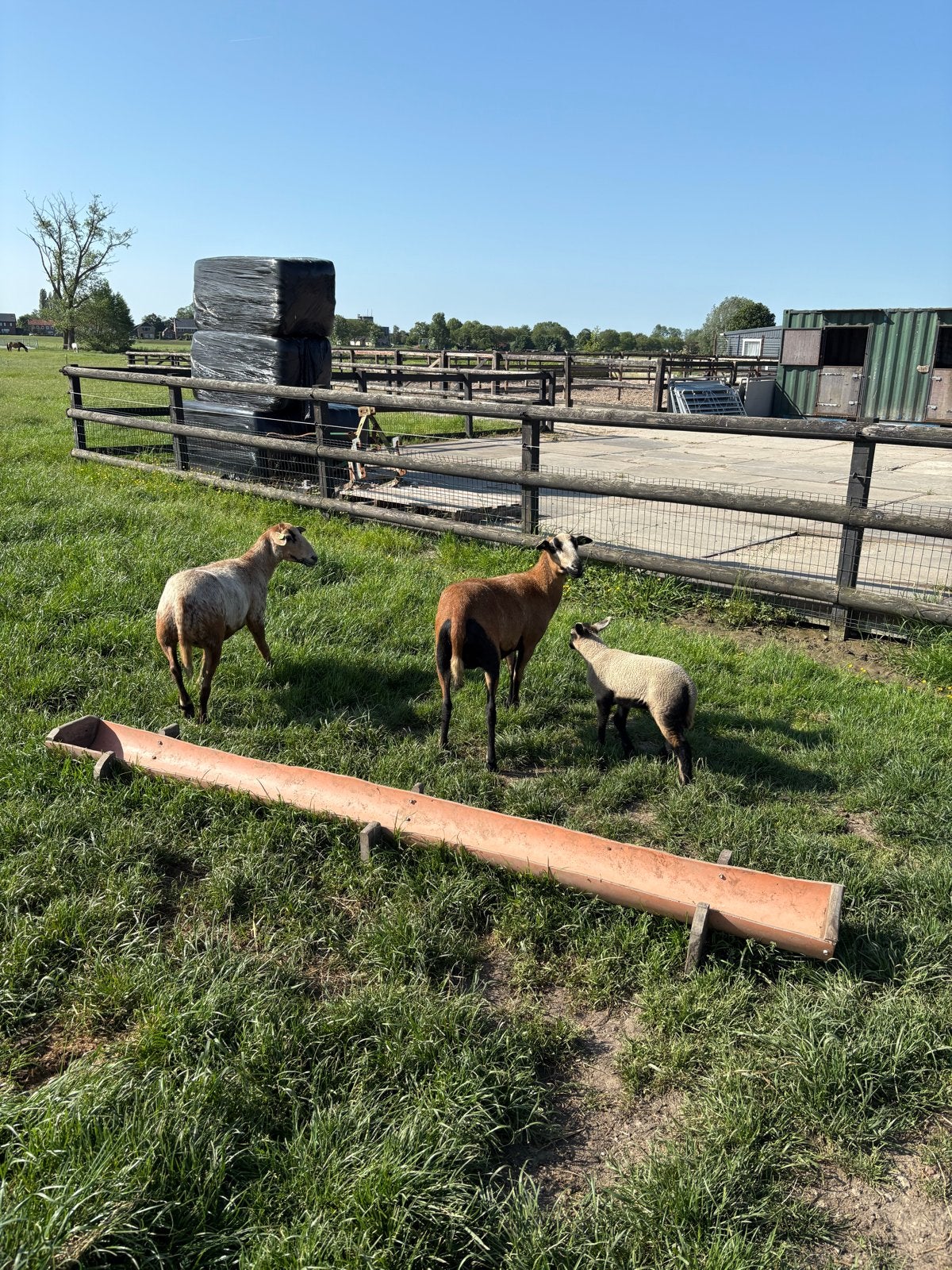 Maasduin schapen, Vrouwelijk, Schaap