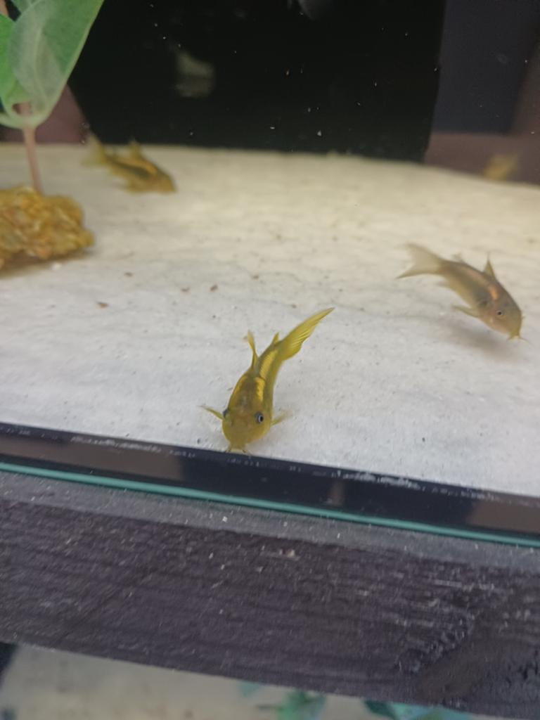 Corydora golden laser, Vis