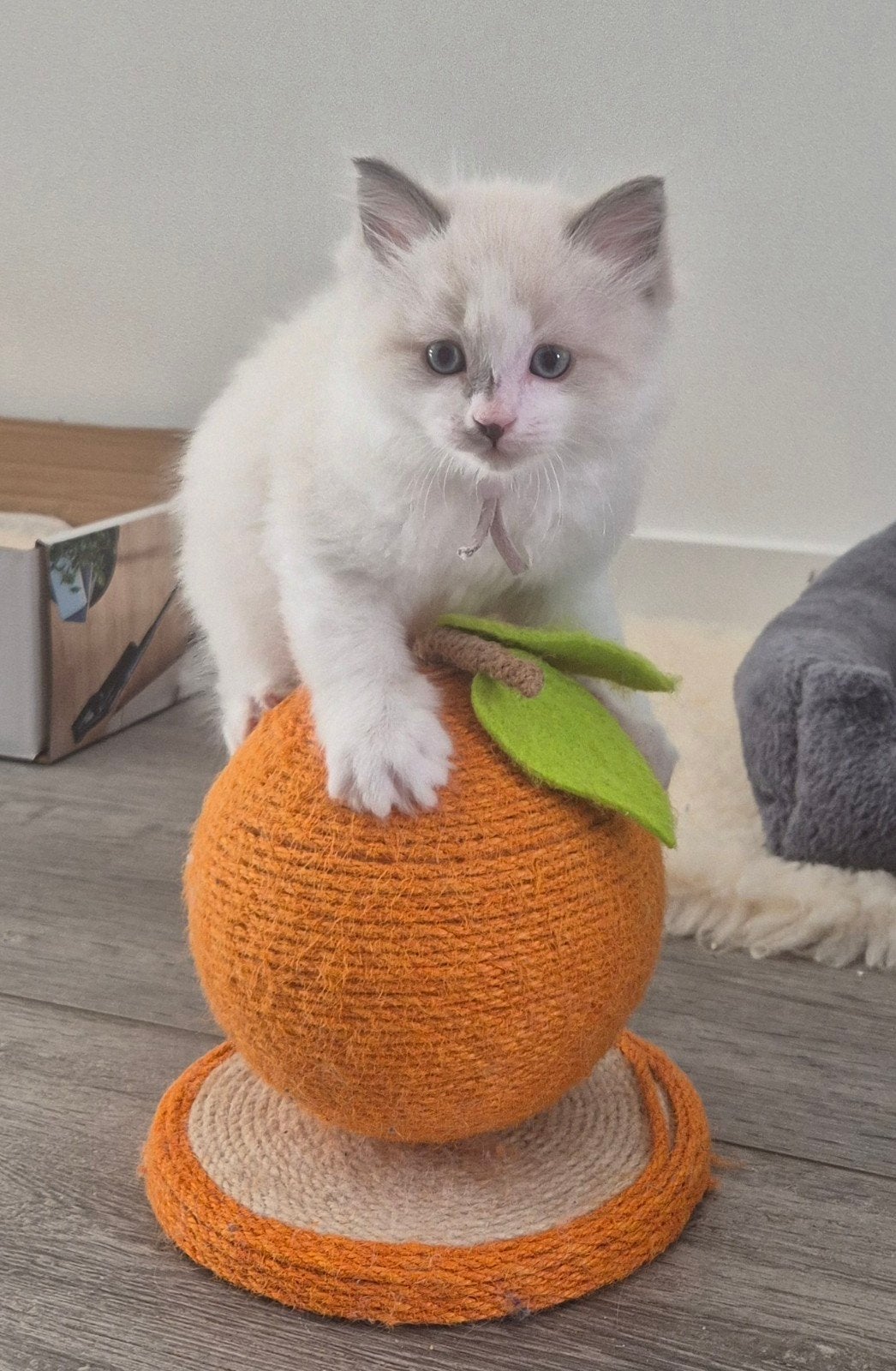 Ragdoll X Siamees kittens, Meerdere dieren