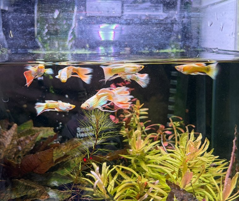 24k gold ribbon guppies, Dieren en Toebehoren, Vissen | Aquariumvissen, Vis, Zoetwatervis